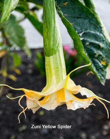 Brugmansia`s   beschikbaar voor biedingen