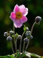 Roze anemoon vaste plant biologisch, Volle zon, Vaste plant, Herfst, Ophalen