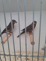 Mexicaanse roodmusssen, Meerdere dieren