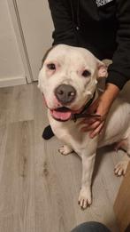 Prachtige Amerikaanse Stafford pups direct beschikbaar, Dieren en Toebehoren, Overige rassen, 8 tot 15 weken, Meerdere, Meerdere dieren