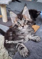 Lieve mooie Main Coon Kittens, Dieren en Toebehoren, Katten en Kittens | Raskatten | Langhaar, Meerdere dieren, Gechipt, 0 tot 2 jaar