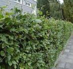 Beukenhaag- Fagus sylvatica - Groene beuk - Fagus sylatica, Ophalen of Verzenden, Beukenhaag, 100 tot 250 cm