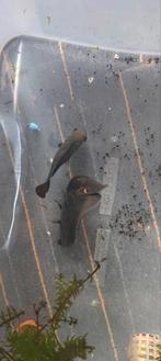 2 Pauwoogcichlides zoeken een nieuw huisje, Dieren en Toebehoren, Vissen | Aquariumvissen, Vis
