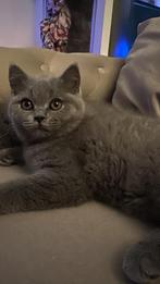 British Shorthair kittens te koop, Dieren en Toebehoren, Katten en Kittens | Overige Katten, Meerdere dieren, Kortharig, 0 tot 2 jaar