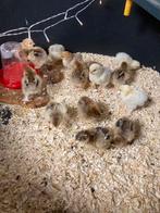 Brahma hen kuikens, Dieren en Toebehoren, Vrouwelijk, Kip