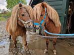 Twee voskleurige Shetlanders 90cm, Dieren en Toebehoren, Pony's, Hengst, 11 jaar of ouder, Gechipt, A pony (tot 1.17m)