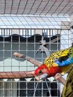 Prachtrosella, Dieren en Toebehoren, Meerdere dieren, Parkiet