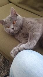 Britse Korthaar, Dieren en Toebehoren, Katten en Kittens | Raskatten | Korthaar, Poes, Ontwormd, 0 tot 2 jaar