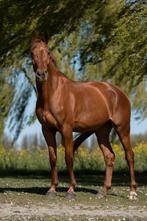 Knappe 8 jarige draver ruin, Dieren en Toebehoren, Paarden, Ruin