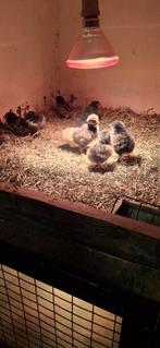 1 dags kuikentjes orpington, Dieren en Toebehoren, Pluimvee, Meerdere dieren, Kip