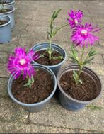 🌸🐝 Delospermum vetplant roze bloemen delosperma rotstuin, Tuin en Terras, Ophalen, Bodembedekkers, Volle zon, Vaste plant