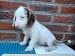 Teckel X poedel dachsiepoo, Dieren en Toebehoren, Poedel, Reu, CDV (hondenziekte), 8 tot 15 weken