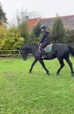 Bruikleen/trainings paardje gezocht  rondom meppel, Dieren en Toebehoren, Ophalen of Verzenden, Nieuw