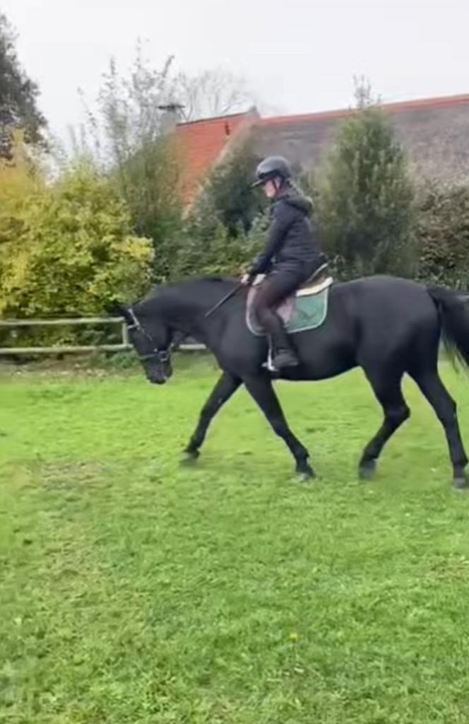 Bruikleen/trainings paardje gezocht  rondom meppel, Dieren en Toebehoren, Paarden en Pony's | Verzorgingsproducten, Nieuw, Ophalen of Verzenden