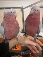 Tamme roze kaketoe te koop, Dieren en Toebehoren, Vogels | Parkieten en Papegaaien, Mannelijk, Papegaai, Geringd