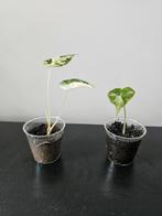 Alocasia black velvet pink, Ophalen, Overige soorten, Minder dan 100 cm