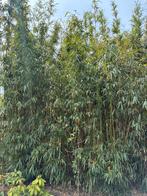 GRATIS BAMBOE, Ophalen, Bamboe, 250 cm of meer