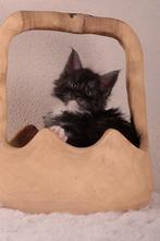 Maine Coon kittens ouders compleet getest, Kater, Gechipt, 0 tot 2 jaar