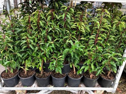 Portugese Laurier, Prunus 60-80 cm hoog NU € 6,95 p.st., Tuin en Terras, Planten | Struiken en Hagen, Haag, Laurier, Minder dan 100 cm