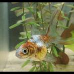 3 gratis goudvissen-MOET SNEL WEG, Dieren en Toebehoren, Vissen | Aquariumvissen, Vis