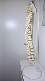 Anatomische wervelkolom met bekken, Ophalen, Gebruikt, Overig