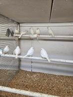 Mooie witte kanaries, Meerdere dieren, Kleurkanarie