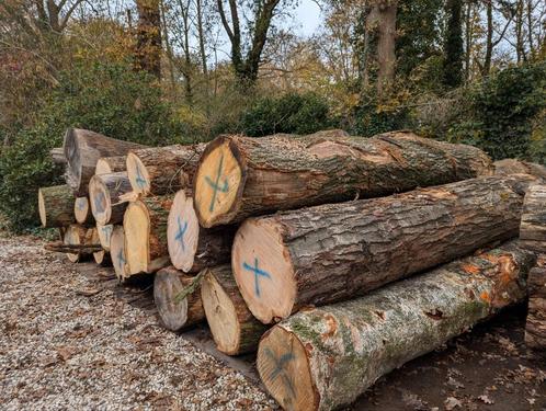 Eiken en essen zaaghout of brandhout, Tuin en Terras, Haardhout, Stammen, Eikenhout, 6 m³ of meer, Ophalen