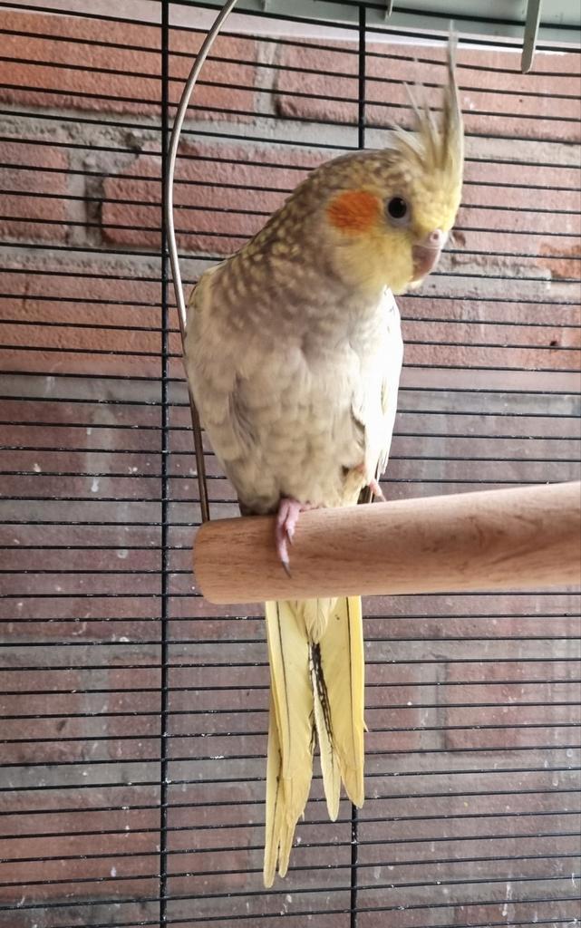 Jong valkparkietje, Dieren en Toebehoren, Vogels | Parkieten en Papegaaien, Parkiet, Geslacht onbekend