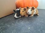 Jonge cavia's - lunkarya, Dieren en Toebehoren, Cavia, Mannelijk, Juli, Tam