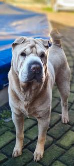Sharpei reu ter dekking, Dieren en Toebehoren, Fokker | Hobbymatig, Rabiës (hondsdolheid), Reu, Buitenland