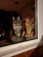 Maincoon katers, Dieren en Toebehoren, Katten en Kittens | Overige Katten, Kater