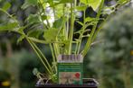 Echte Valeriaan (Valeriana officinalis), Halfschaduw, Kruiden, Vaste plant, Ophalen of Verzenden