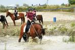 Betrouwbare allround PRE ruin, Dieren en Toebehoren, Paarden, Gechipt, Ruin, Dressuurpaard, L