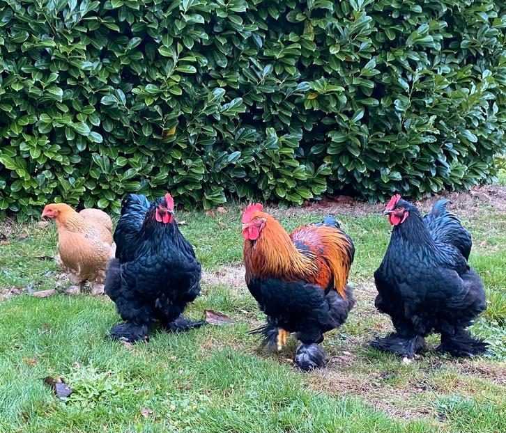 Cochin groot, Dieren en Toebehoren, Pluimvee, Kip, Mannelijk