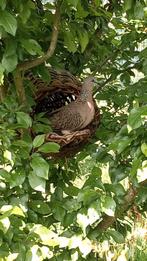 Gewone parelhals (Chinensis Tigrima), Meerdere dieren, Overige soorten