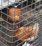 Twee bruine leghennen, Dieren en Toebehoren, Pluimvee, Vrouwelijk, Kip