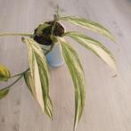 Epipremnum Amplissimum variegata plant, Ophalen of Verzenden, Overige soorten, Minder dan 100 cm