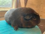 Amerikaans gekruinde goudagouti beer, Dieren en Toebehoren, Knaagdieren, Mei, Mannelijk, Cavia