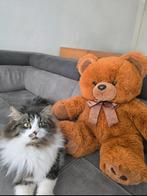 My teddy., Kinderen en Baby's, Speelgoed | Knuffels en Pluche, Ophalen of Verzenden, Zo goed als nieuw, Overige typen