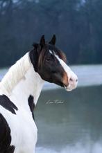Te koop knappe 6 jarige ruin, B, Gechipt, Ruin, 3 tot 6 jaar