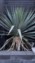 2 Yucca rostrata en 2 cordyline, Tuin en Terras, Volle zon, Vaste plant, Zomer, Ophalen