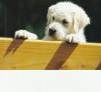 Kaart Golden retriever pup, Ophalen of Verzenden, 1980 tot heden, Ongelopen, Hond of Kat