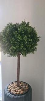 Buxus op stam (kunst), Ophalen
