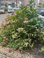 Hele grote hortensia, Volle zon, Ophalen of Verzenden, 100 tot 250 cm, Zomer