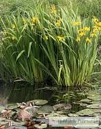Vijver-/oeverplant gele Lis (Iris Pseudacorus), Tuin en Terras, Planten | Tuinplanten, Ophalen, Volle zon, Vaste plant, Zomer