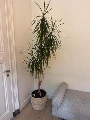 Grote dracaena plant beschikbaar voor biedingen