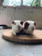 Twee cavia mannetjes mogen verhuizen, Cavia, Mannelijk, Mei, Tam