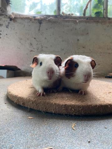 Twee cavia mannetjes mogen verhuizen beschikbaar voor biedingen