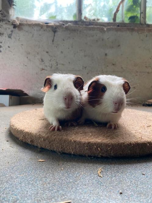 Twee cavia mannetjes mogen verhuizen, Dieren en Toebehoren, Knaagdieren, Mannelijk, Cavia, Mei, Tam