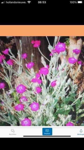 zaden Lychnis coronaria, prinkneusje roze beschikbaar voor biedingen